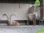 [Parc de Merlet Bouquetins]